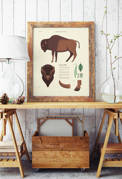 American Bison Scientific Print