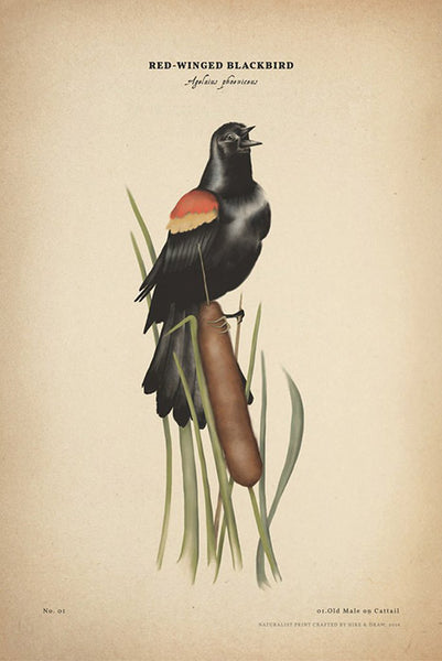 blackbird drawings