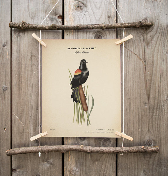 Red-winged Blackbird print