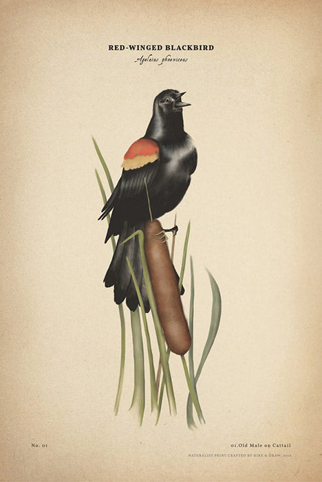 Red-winged Blackbird print